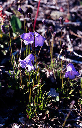 Harebell