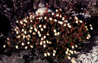 Cassiope