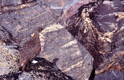 Ptarmigan