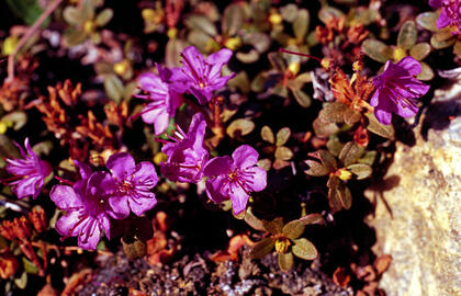 Rhodedendron