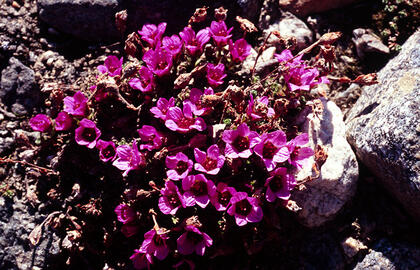 Purple saxifrage