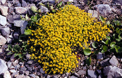 Golden saxifrage