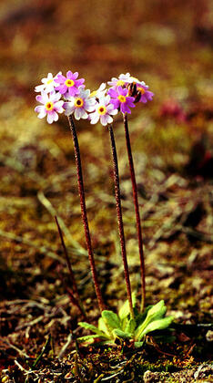 Primrose
