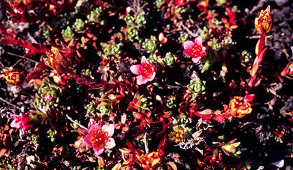 Saxifraga nathorstii