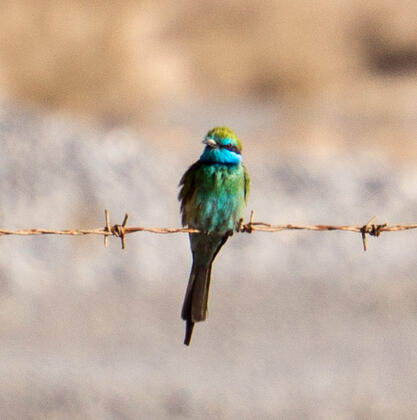 Little Green Bee Eater