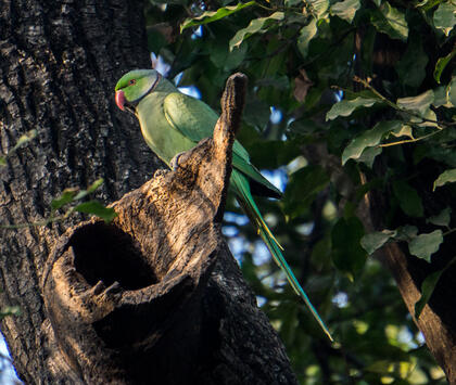 Green parrot