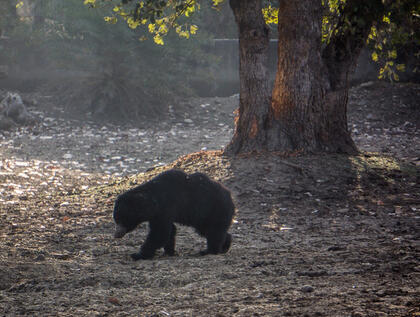 Sloth bear