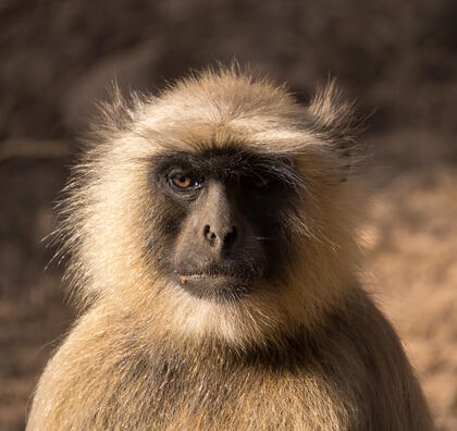 Black faced monkey