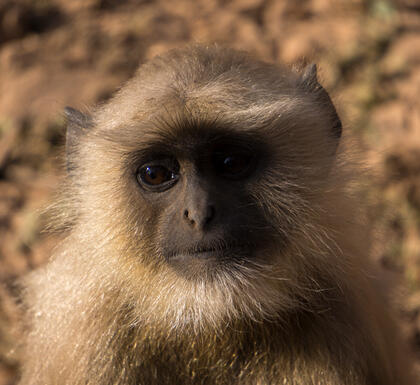 Black faced monkey