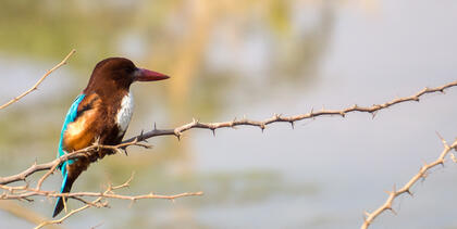 White-throated kingfisher