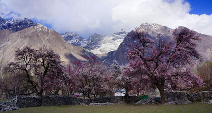 Cherry trees
