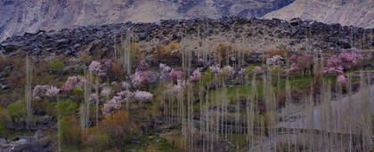 Cherries and poplars