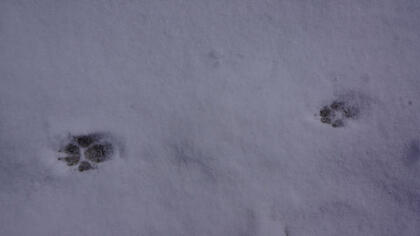 tracks