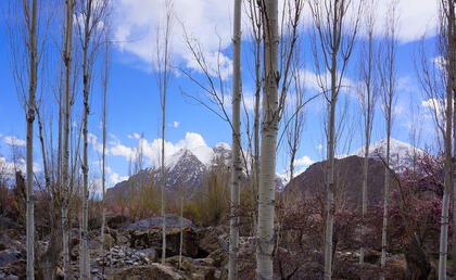 Poplars