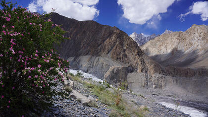 Passu glacier & rose bush