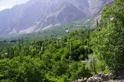 Trees
