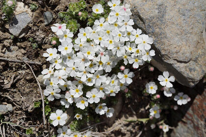 Flower 2