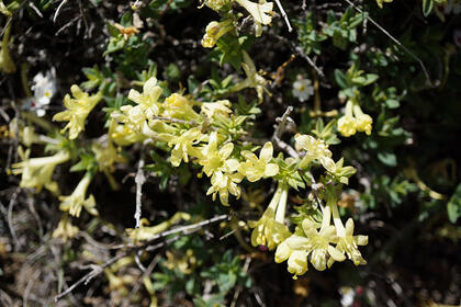 Flower 1