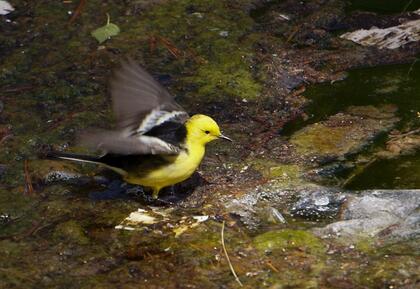 Wagtail