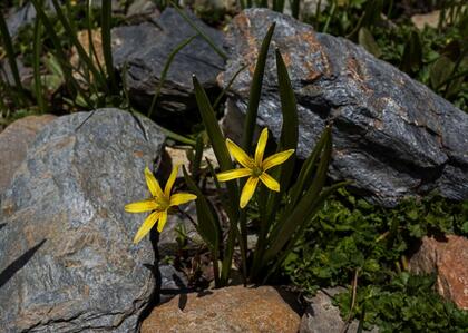 Flower 2