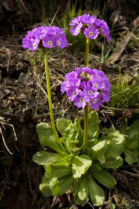 Primula