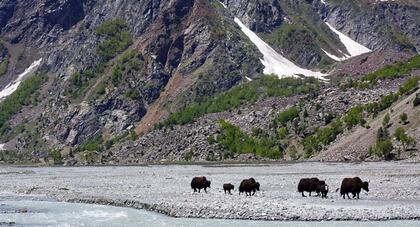 Yaks