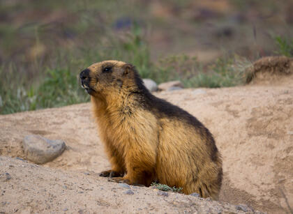 Marmot