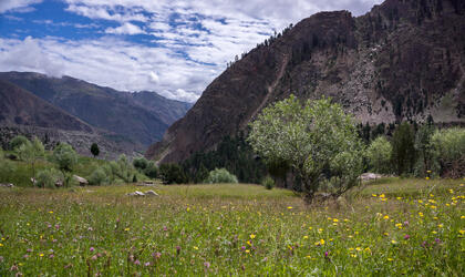Meadow