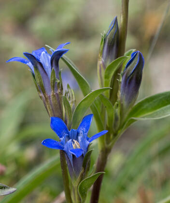 Gentian