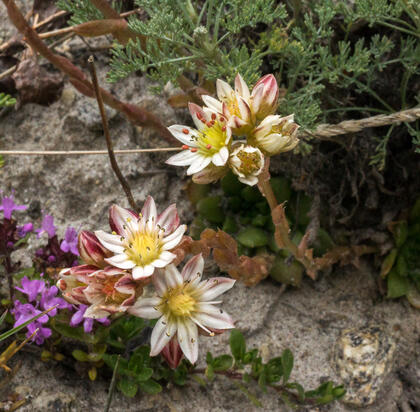 Sedum