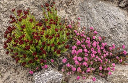 Sedums