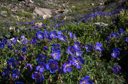 Geranium