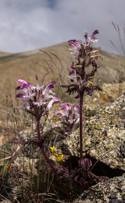 Lousewort