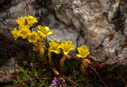 Saxifrage