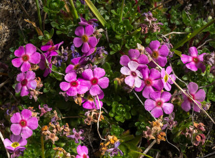Rock jasmine