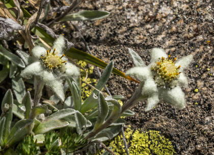 Edelweiss