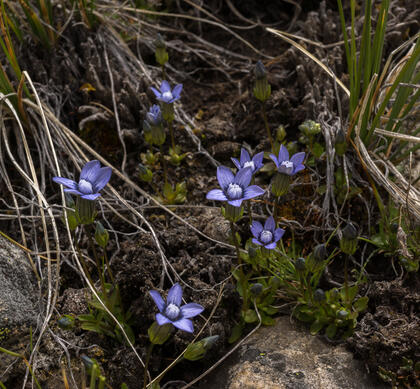 Gentian