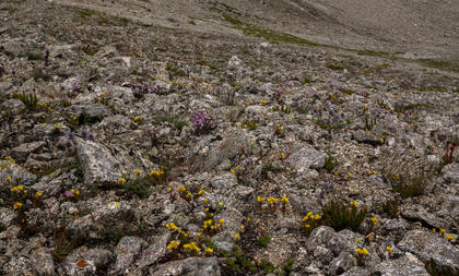 Rockery