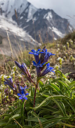 Gentian