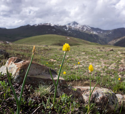 Mountain onion