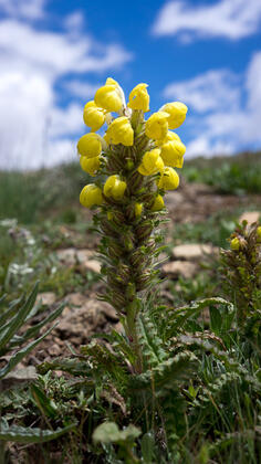 Yellow lousewort 