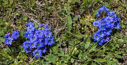 Gentians