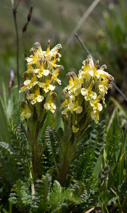 Yellow lousewort 