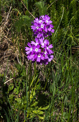 Primula