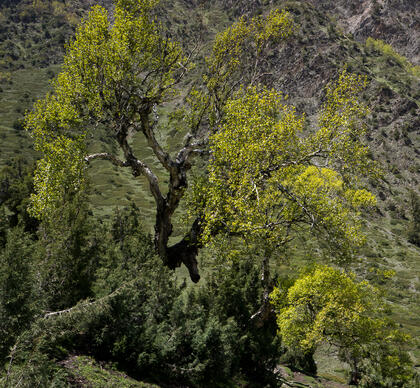 Birch