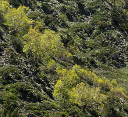 Birches