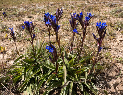 Gentian