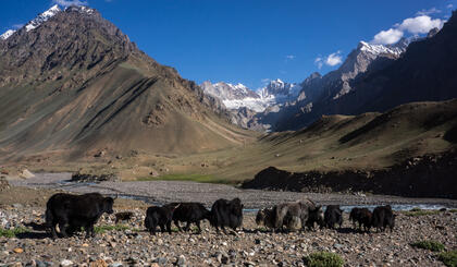 Yaks, Thalla Valley