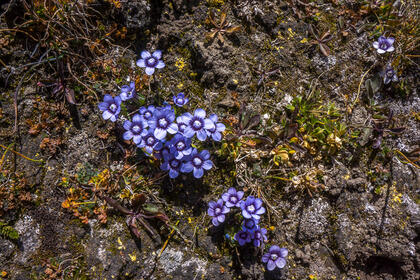 Gentian
