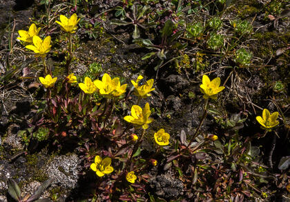 Saxifrage